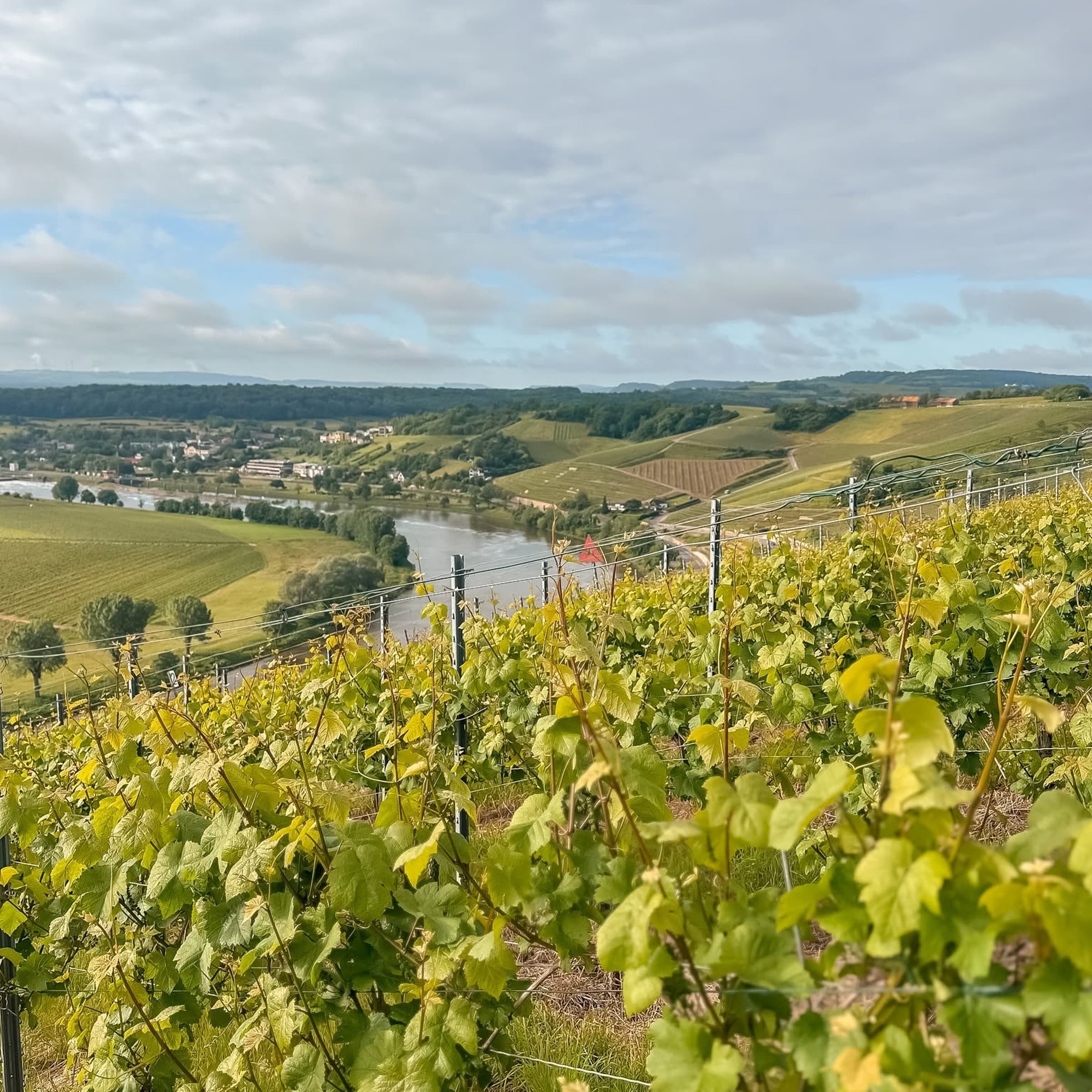 Afterwork dans les vignes