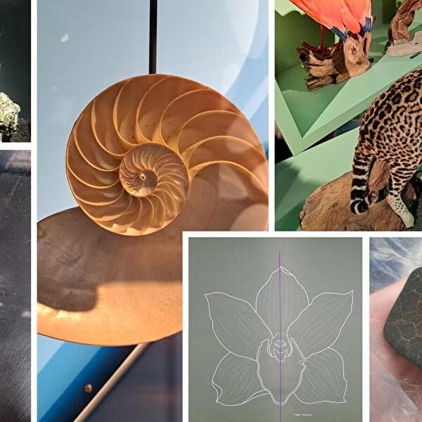 De la nature à l’art : une exploration des formes