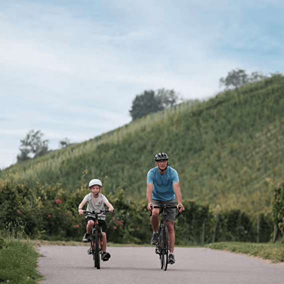 Cycle along the wine route