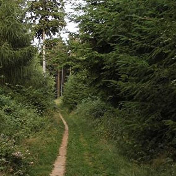 In the forest hohoooooooo of Bambesch!